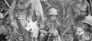 Dogs with soldiers in World War two
