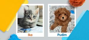 A top-down shot of a desk crowded with file folders and pet toys surround photos of a grey kitten named Ika and a brown, curly-haired puppy named Pudim