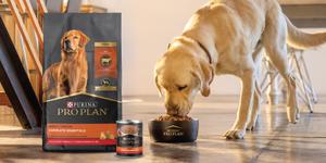 Save up to $10.31 on Pro Plan. Dog eating Pro Plan dog food
