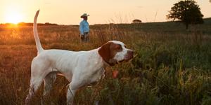 A hunting dog pointing in a field