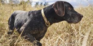A dog hunting in the field.