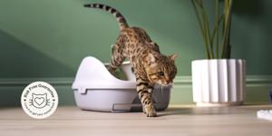 cat stepping out of breeze litter box