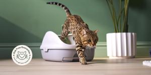cat stepping out of breeze litter box