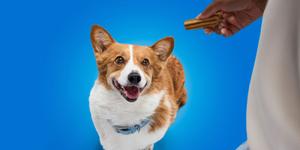 mano sosteniendo un premio para perros hacia un corgi