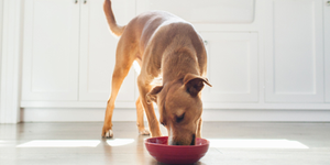 dog eating from red food bowl on the floor