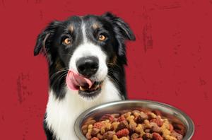 A border collie licks its lips next to a bowl of dry dog food kibble; the background is textured red