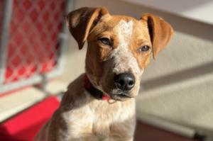 Visiting Pet Guidelines