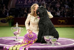 2025 WKC Best In Show and Working Group Winner, Giant Schnauzer, Monty, with his owner in the Winner’s Circle.