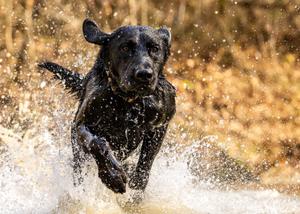 A black Labrador Retriever running through water