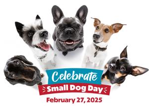 small dog day