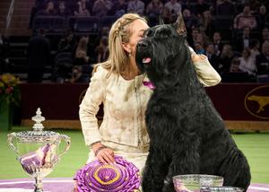 2025 Westminster Best in Show champion, Monty, being kissed by his handler after winning.