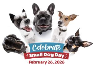 small dog day