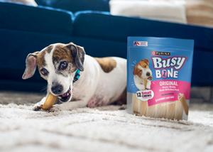 A dog on the floor chewing a Busy Bone Original.