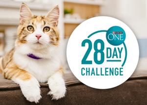 cat sitting on couch with paws hanging off