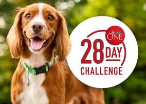 happy dog with tongue out