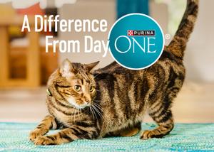 cat crouched down looking to the side