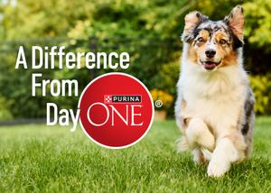 dog frolicking in the backyard