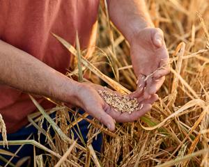 A farmer holds grains of rice in his hand.