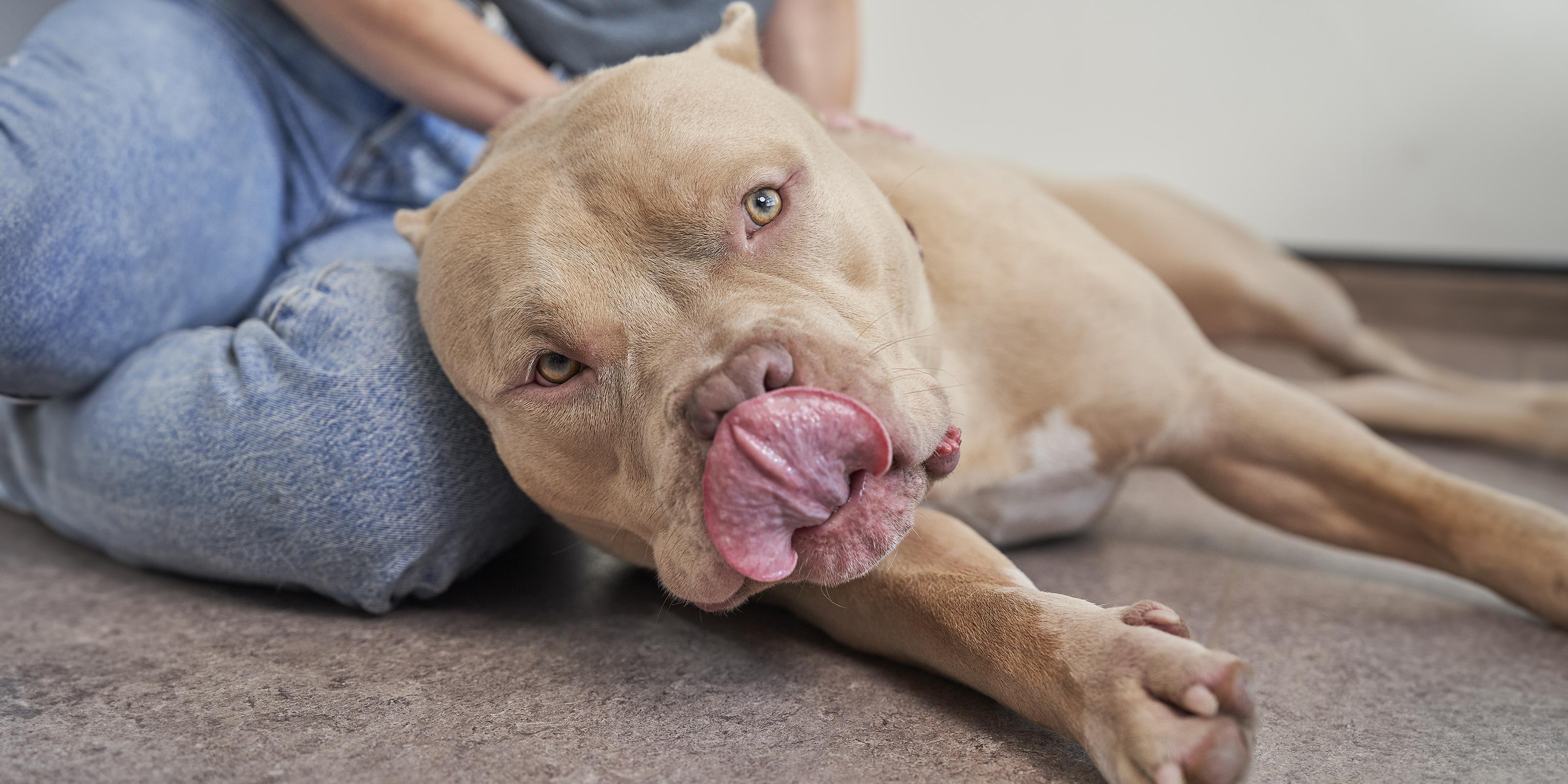 Dog Hackles: Why Do Dog’s Hairs Stand Up? | Purina US