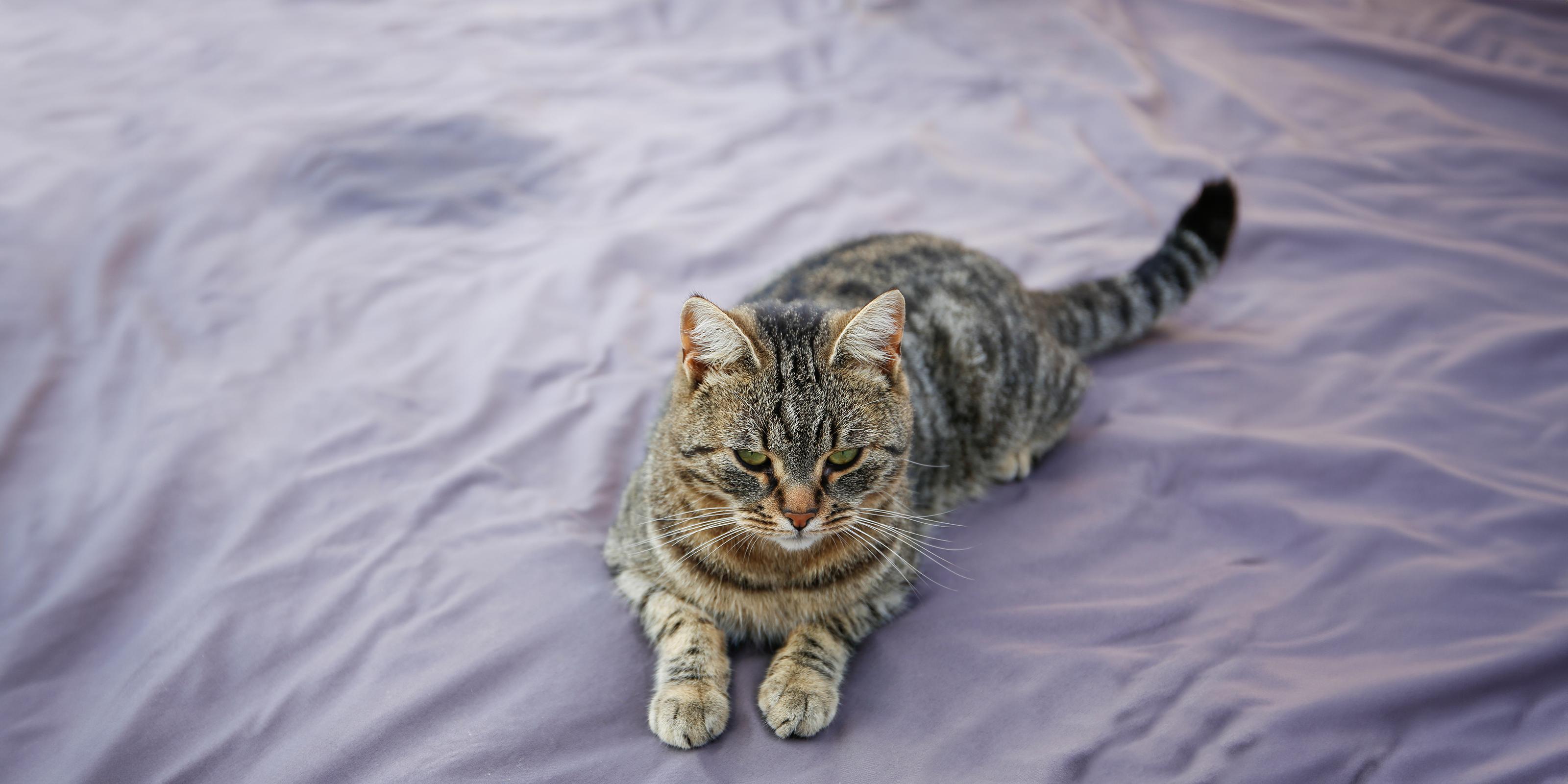 Cat Years Calculator How Old is my Cat in Human Years? Purina US