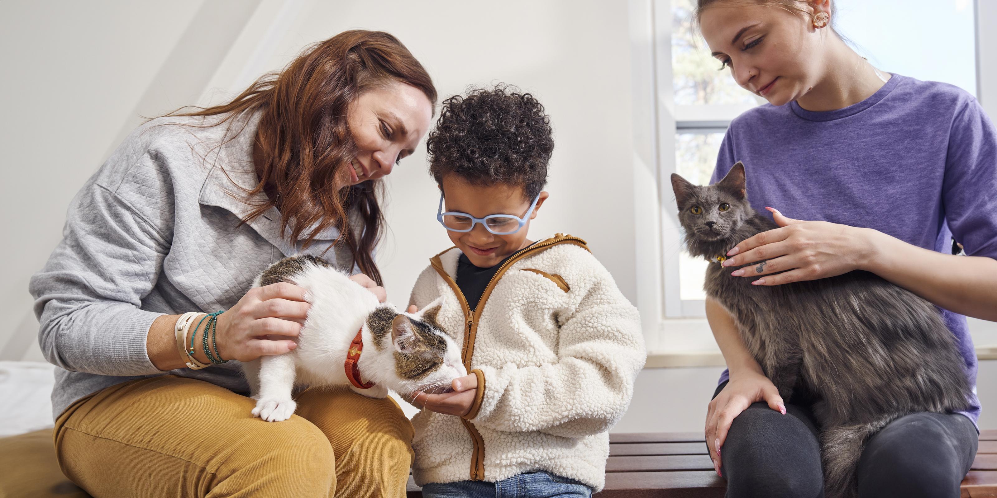 Cat Training: How to House-Train an Adult Cat | Purina US