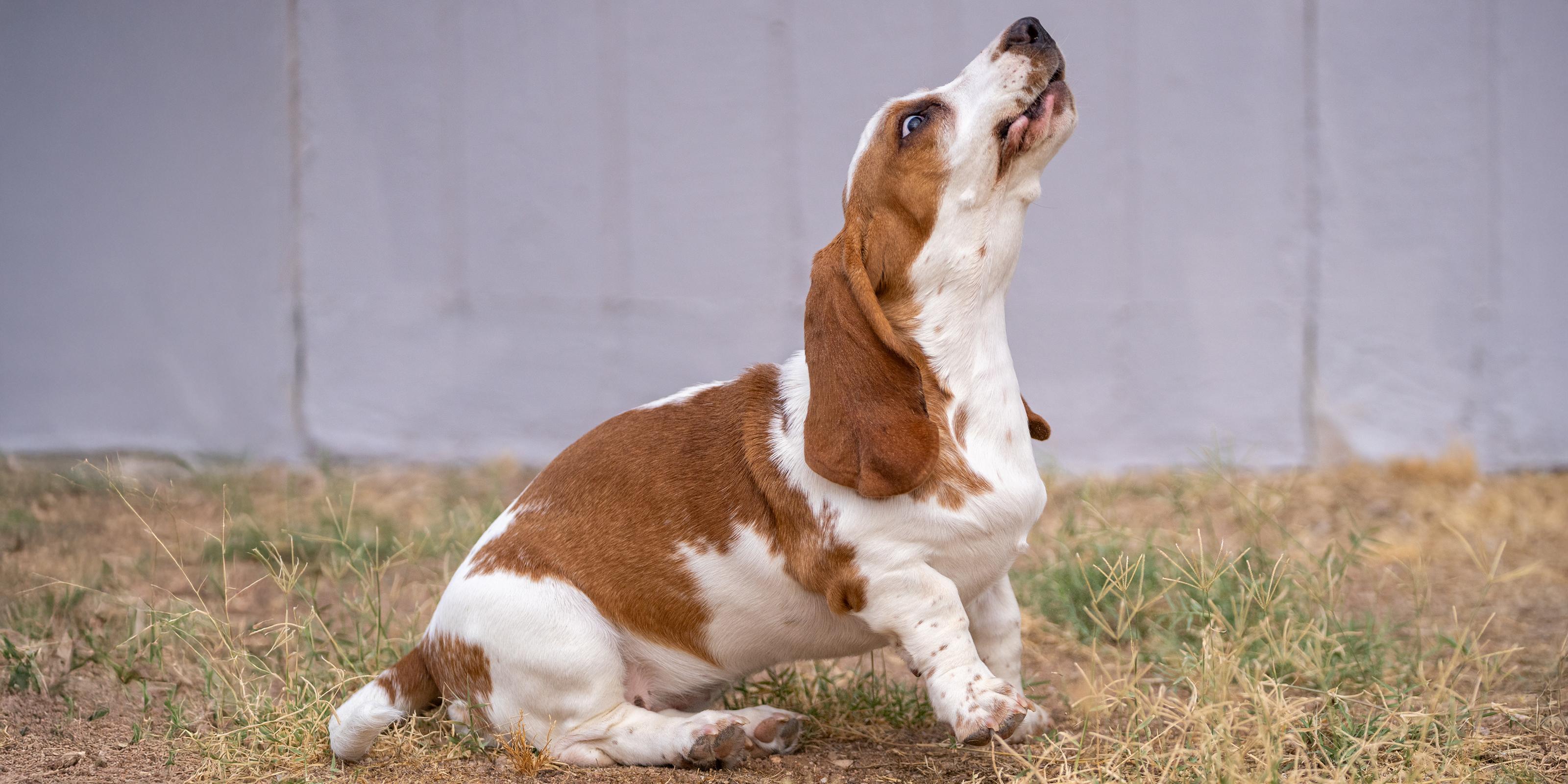 What is Dog Splooting? Why Dogs Sploot & is it Safe? | Purina US