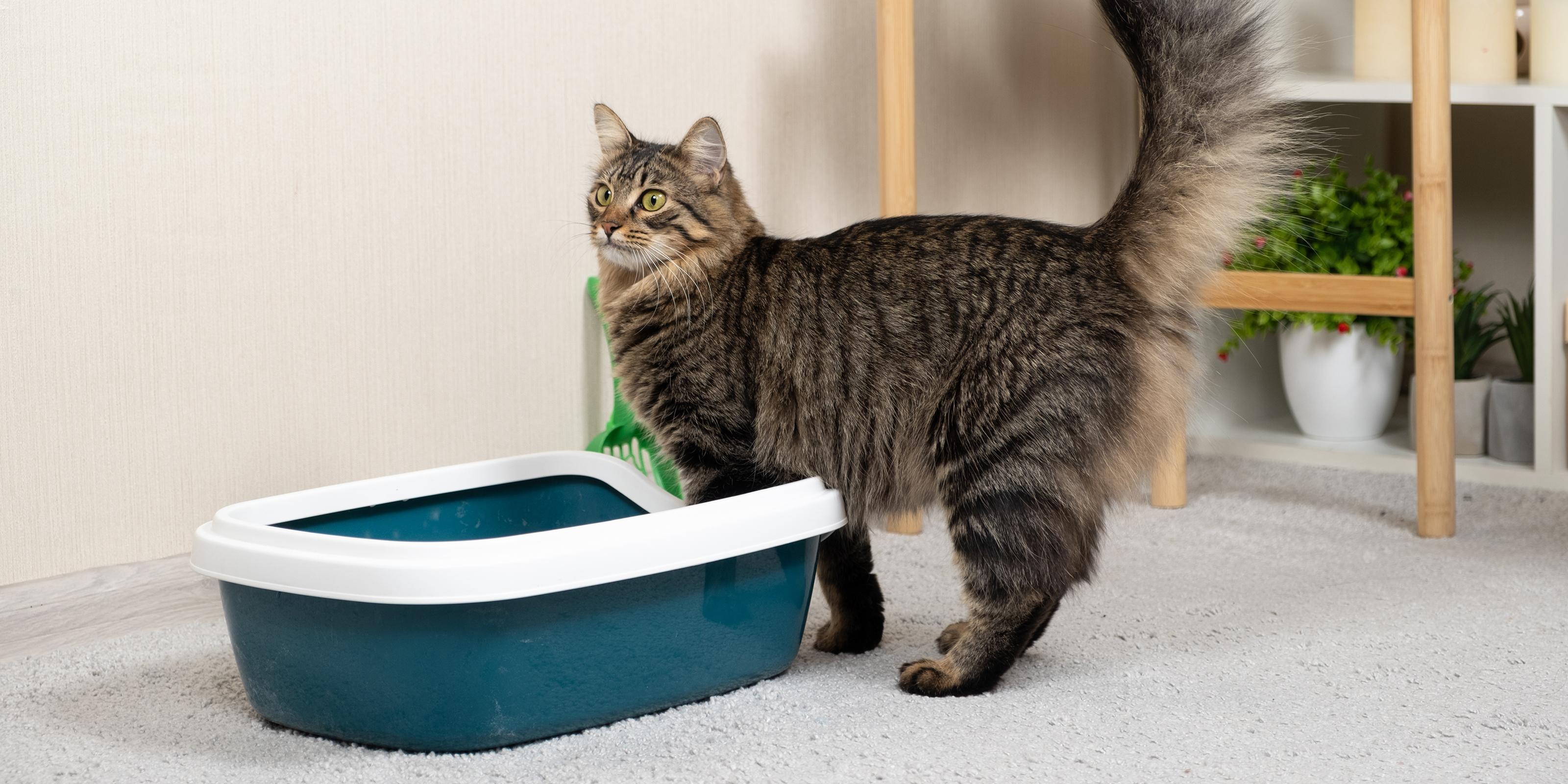 Kitten Sensitive Stomach And Litter Box Behavior photo