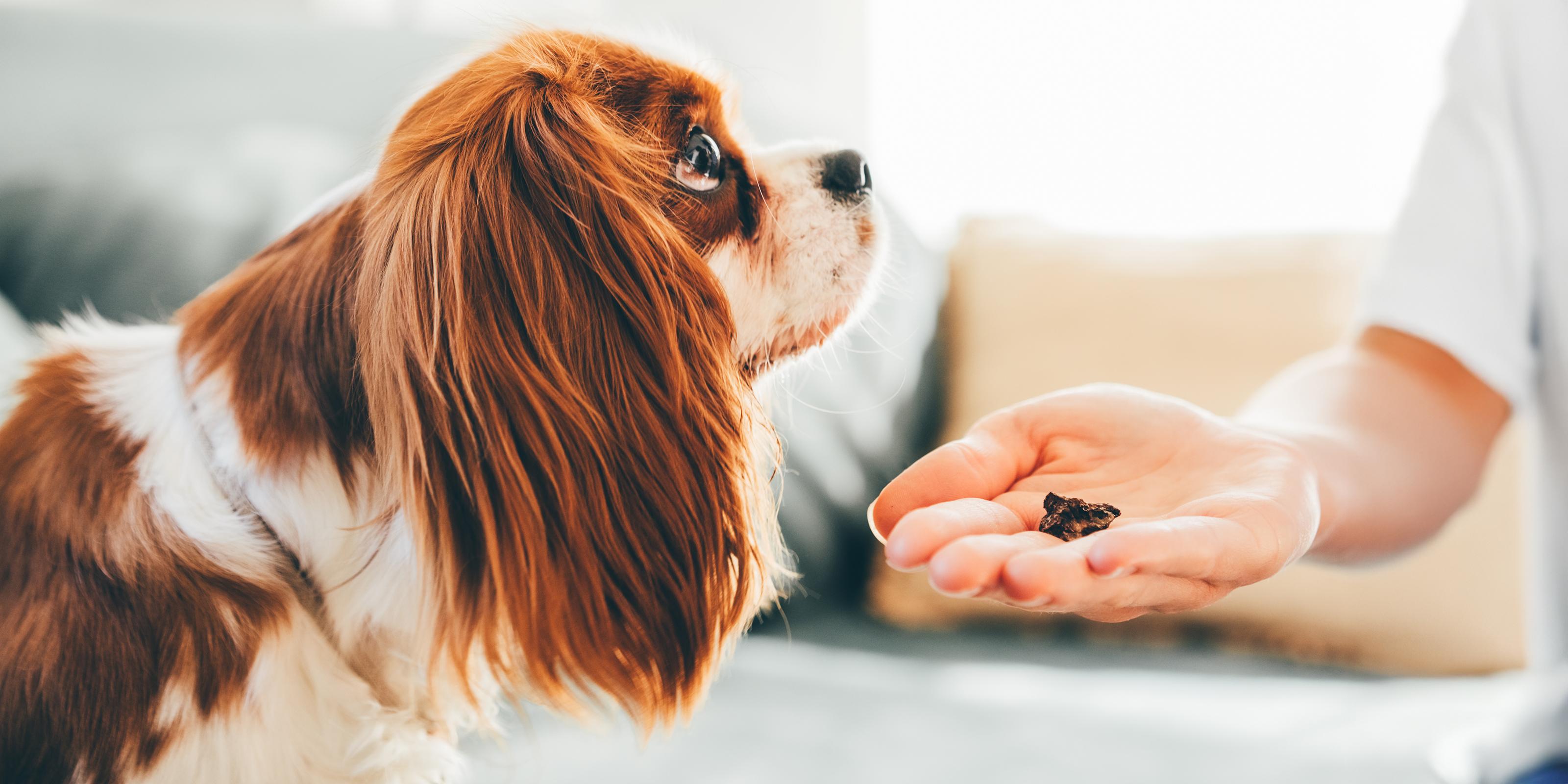 Can Dogs Eat Cat Treats What You Need To Know Purina US can-dogs-eat-cat-treats-what-you-need-to-know-purina-us