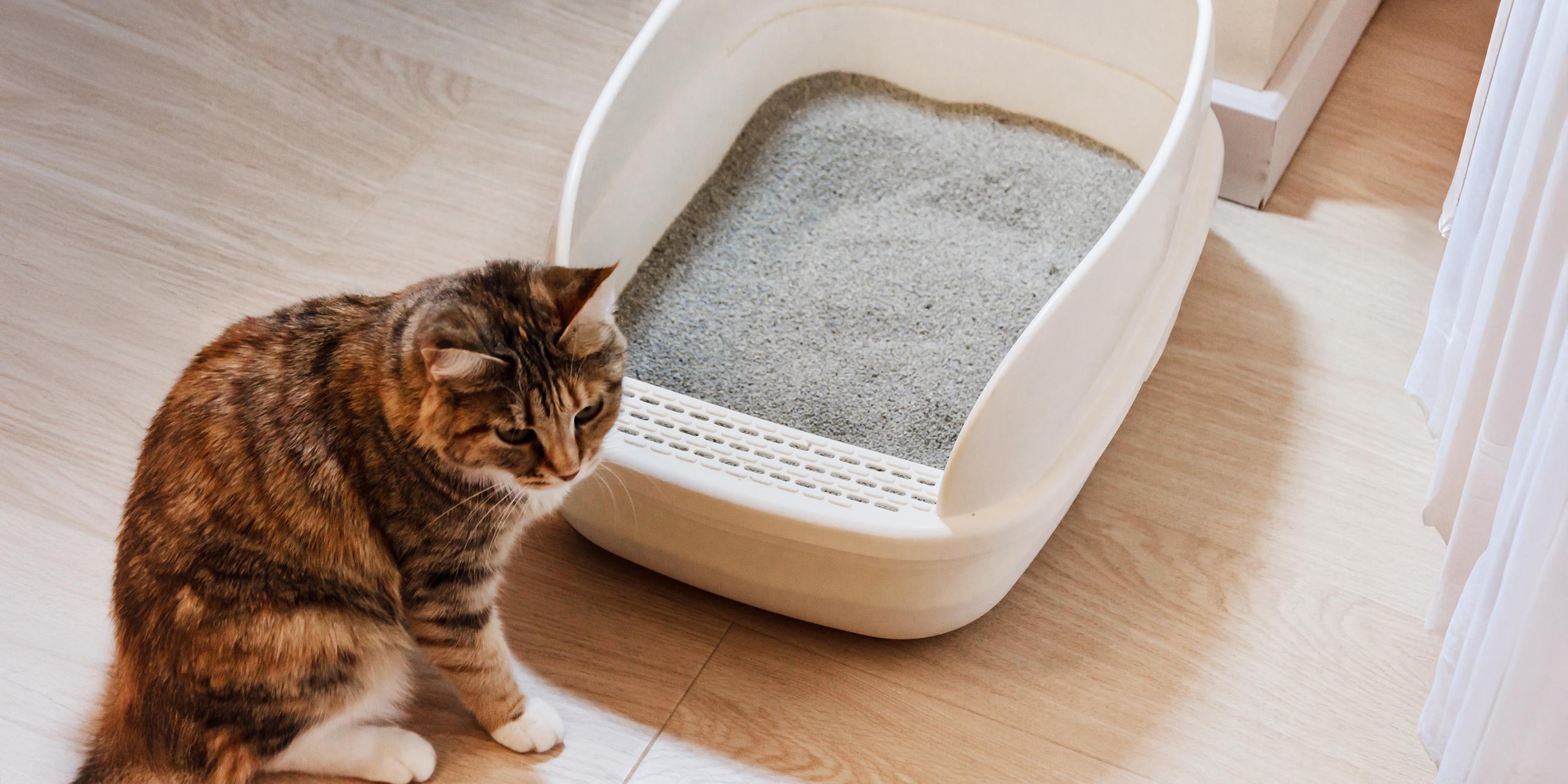 The Best Videos for Cats to Watch | Purina US