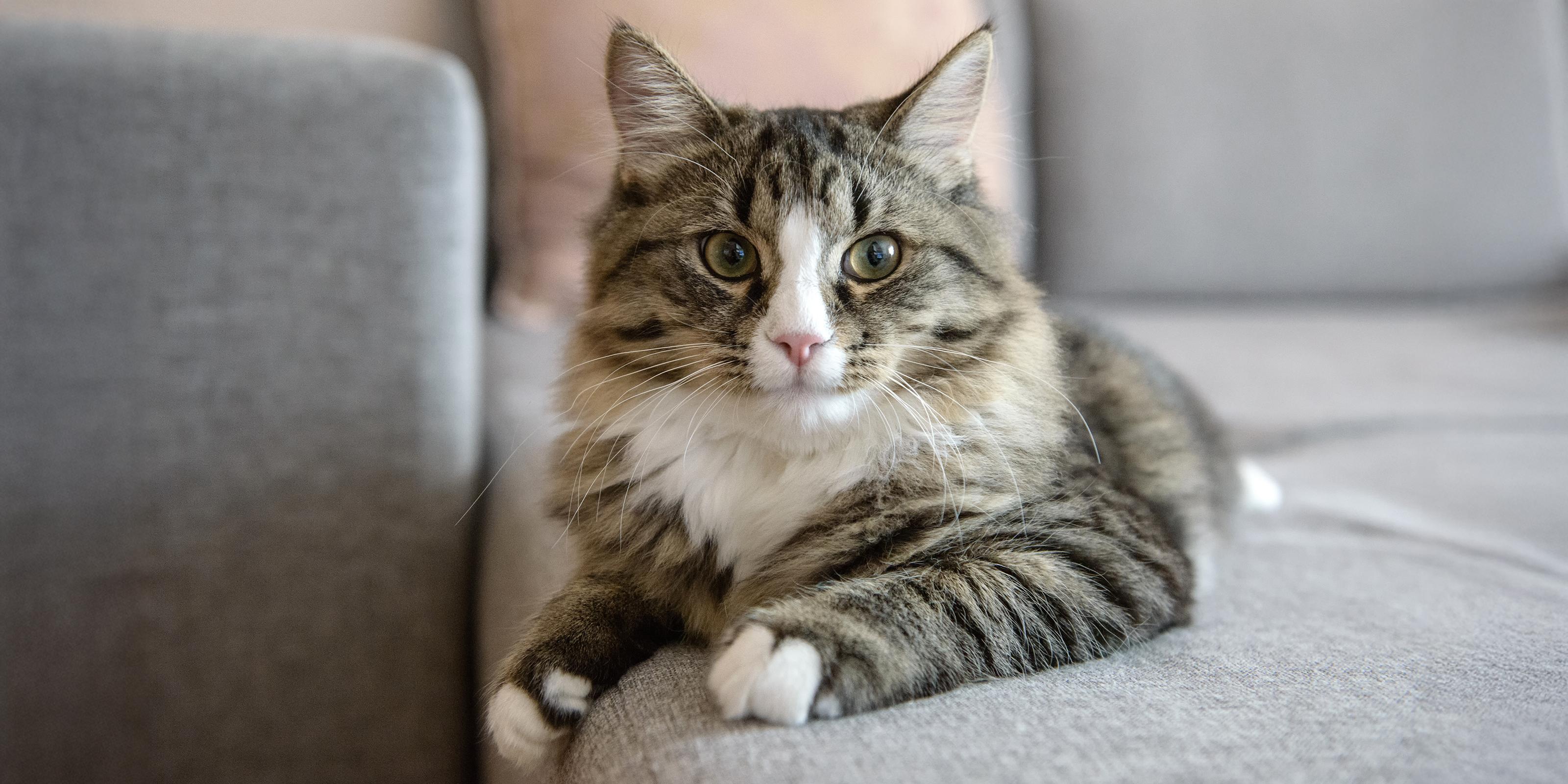 Cat Skin Rashes Due To Lymphoma photo