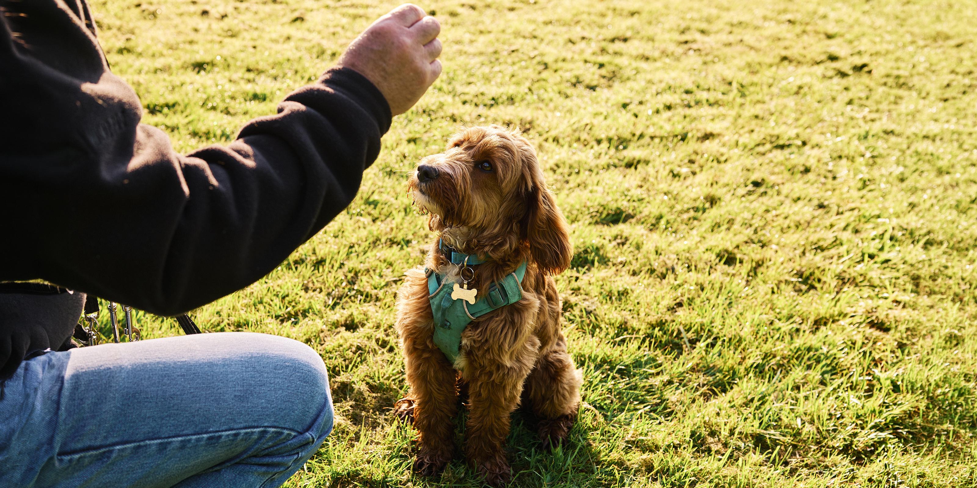 Dogs Splot What is Dog Splooting? Why Dogs Sploot & is it Safe? | Purina US