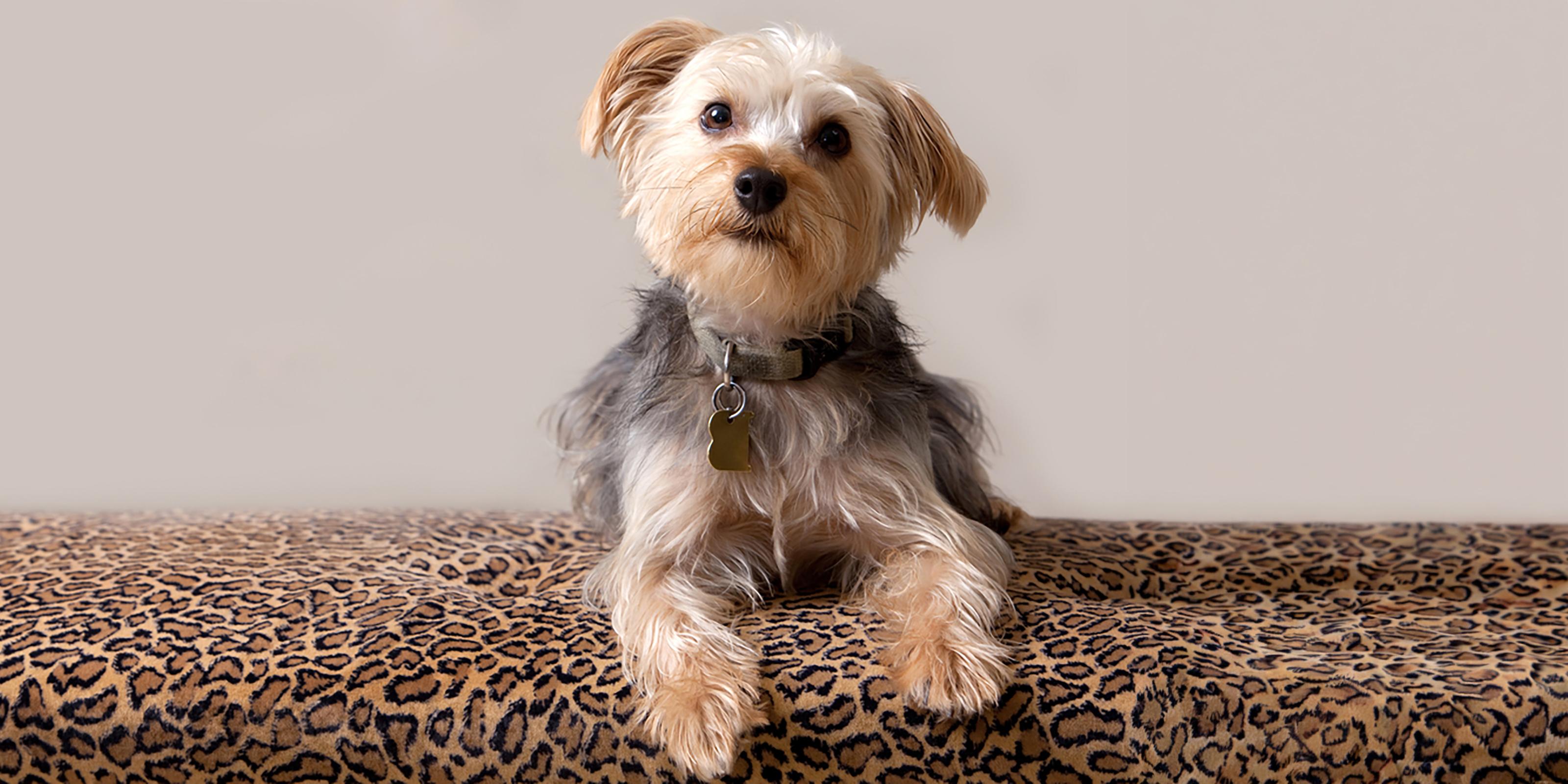 Why Do Dogs Eat Dirt, Mud, and Soil? | Purina US