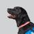 black labrador retriever named Dani