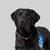 black labrador retriever named DC