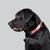 black labrador retriever named Ralston
