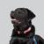 black labrador retriever named Red