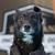 IDC Diving Dog Champion - Snap