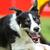 IDC Medium dog agility champion - Zula