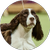 Sporting Group Winner, Freddie