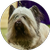 Terrier Group Winner, Archer