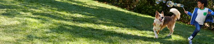 A green grass field with trees in the background