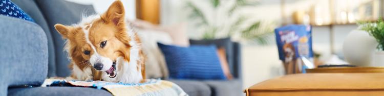 Dog laying on a couch in a home chewing a Busy Bone.