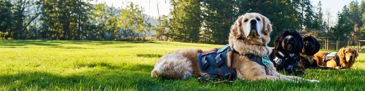 Service Dog Salute header image, four services dogs laying in grass