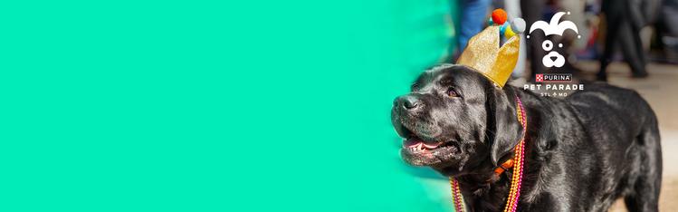 dog wearing a crown for mardi gras