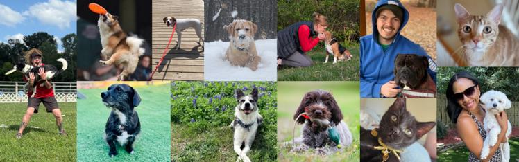 dogs and cats with people