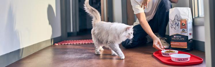 Cat approaching a food bowl beside a bag of Purina Pro Plan cat food in a home setting.