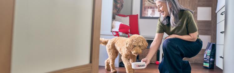 Pet owner placing a bowl of food in front of a dog at home.