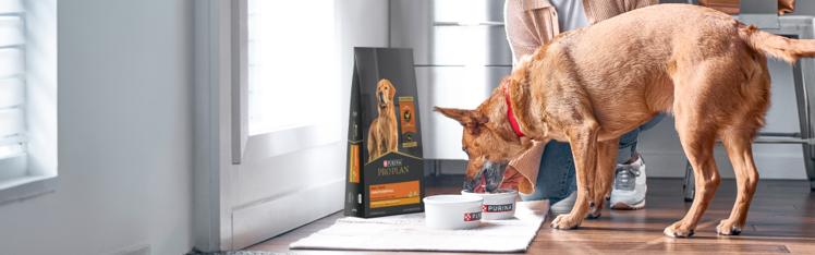 Dog eating from a food bowl beside a Purina Pro Plan bag in a home setting