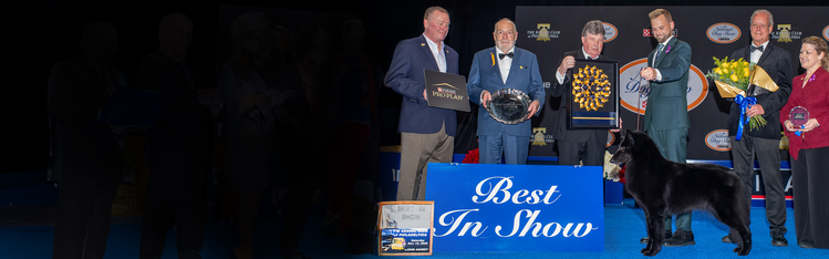 ‘Soleil,’ a Belgian Sheepdog, Wins Best in Show at 2025 National Dog Show.