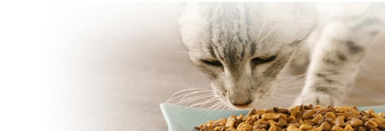 How to Switch Your Cat's Food Hero Banner